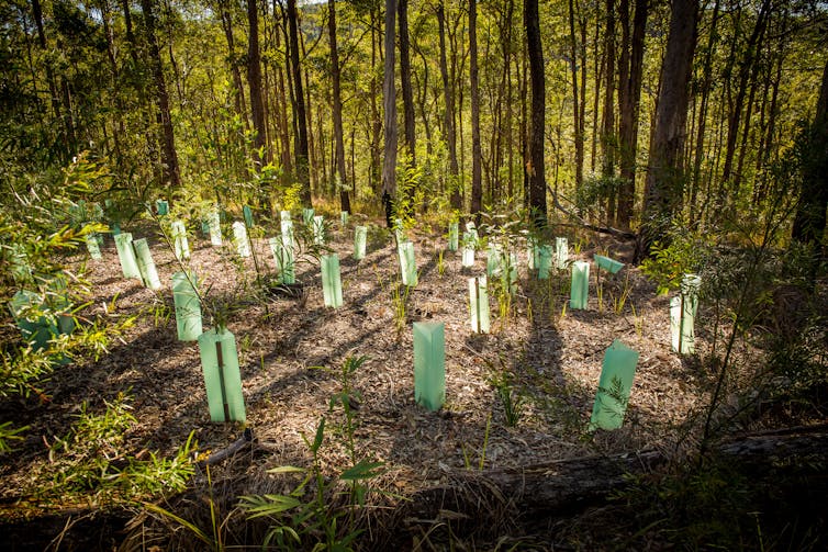 Revegetation in forest