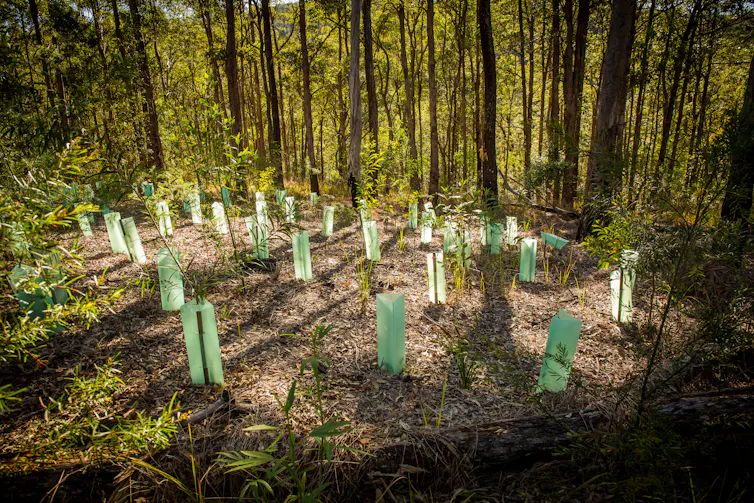 Revegetation in forest