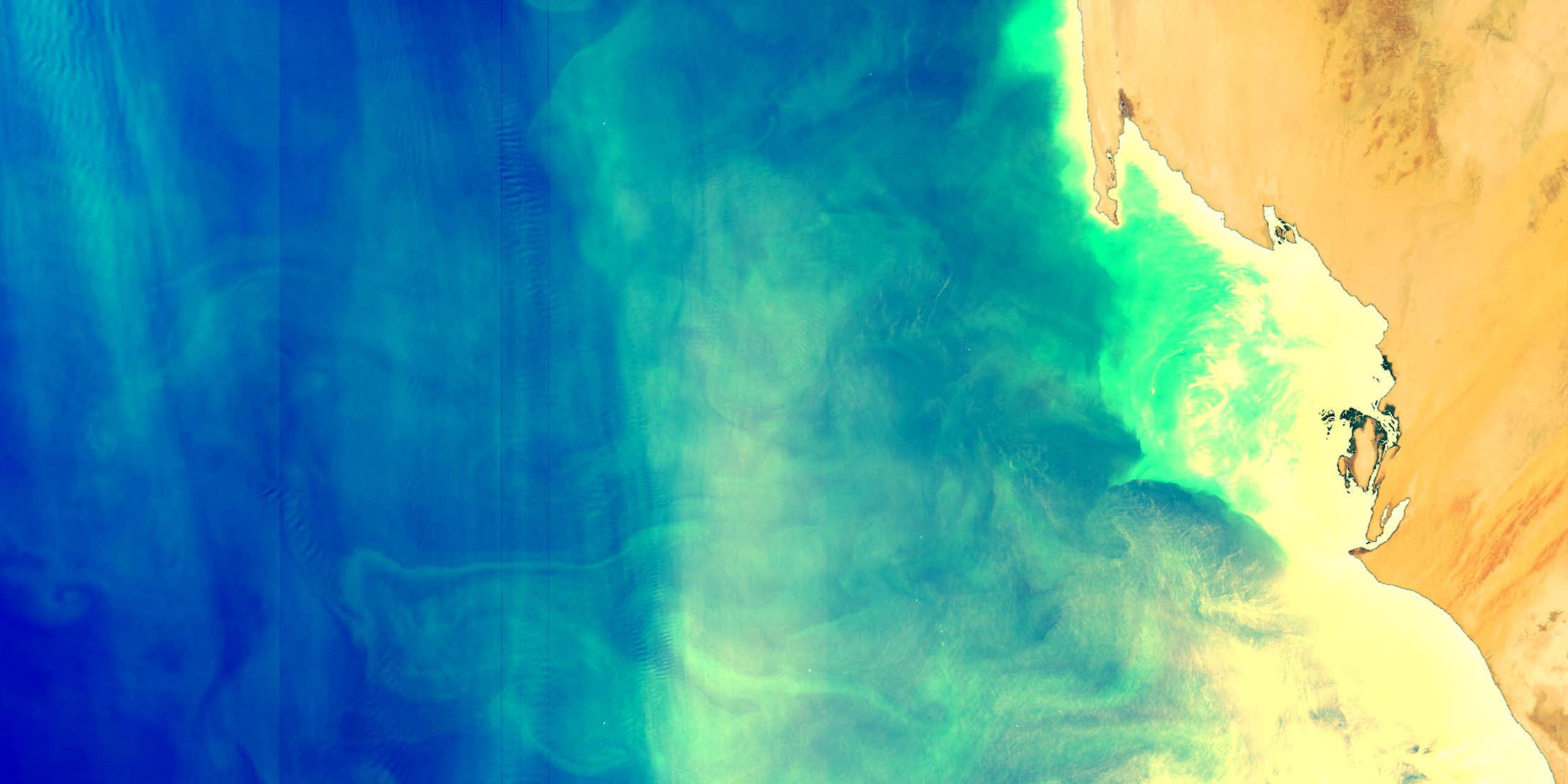 Upwelling near the coast of Mauritania, the colours indicate the concentration of chlorophyll, the pigment that phytoplankton use for photosynthesis. 