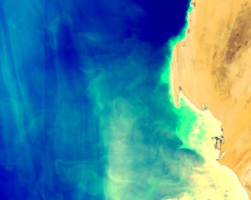 Marine CO₂ removal technologies could depend on the appetite of the ocean’s tiniest animals