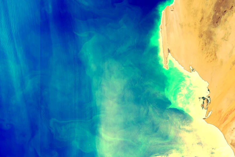Upwelling near the coast of Mauritania, the colours indicate the concentration of chlorophyll, the pigment that phytoplankton use for photosynthesis.
