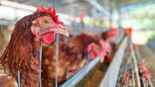 Consumers want cage-free eggs, but Indonesian farmers say they need more support to do this