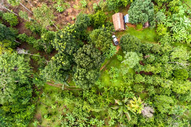 aerial shot of agroforestry green trees and crops with small brown hut and car