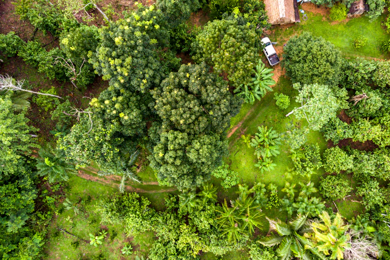 aerial shot of agroforestry green trees and crops with small brown hut and car