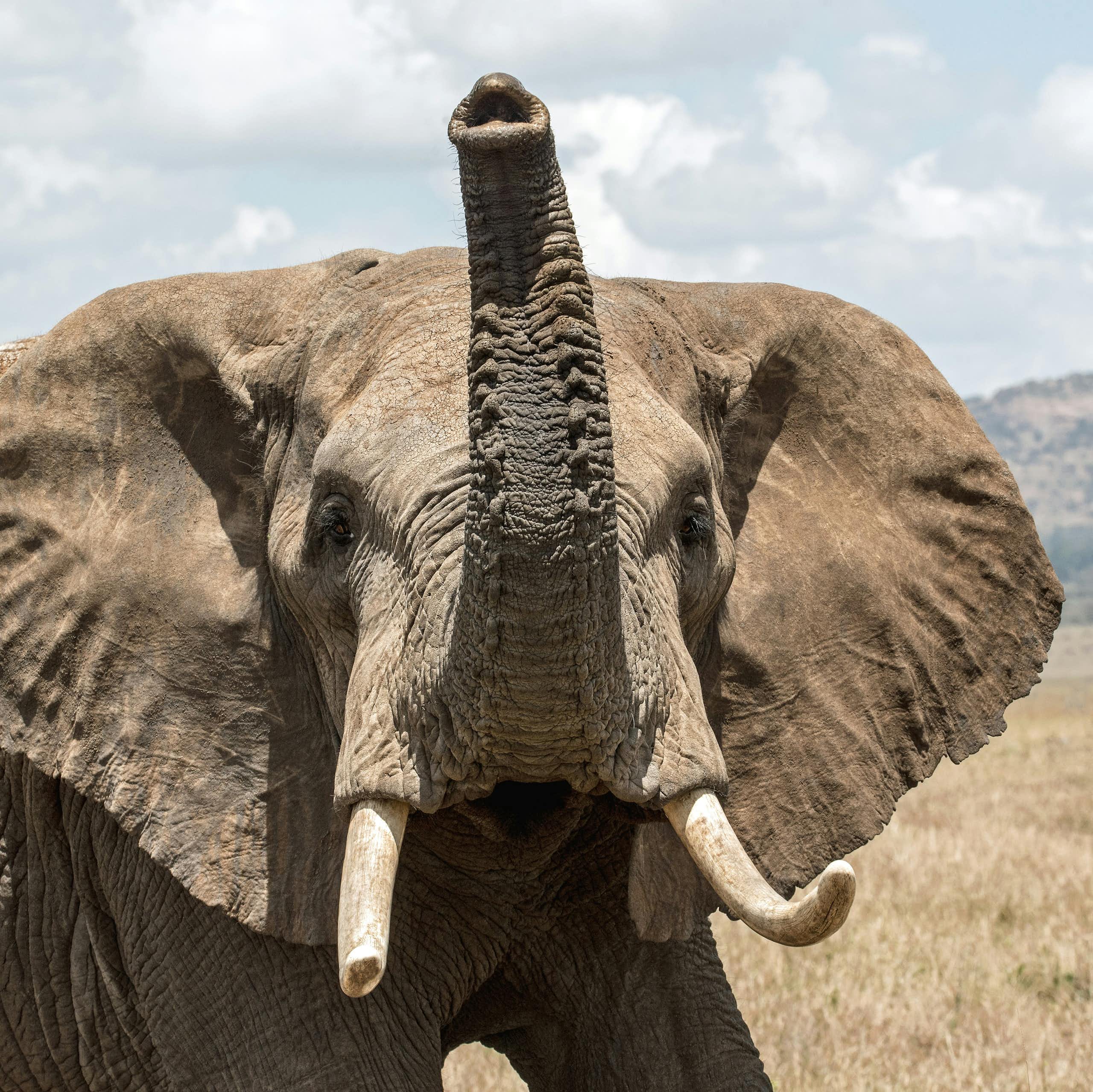 Un éléphant en plan rapproché, regardant vers l'objectif la trompe en l'air.