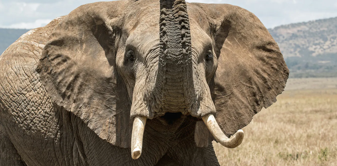 Pourquoi les animaux de grande taille développent-ils moins de cancers ? Pourquoi les animaux de grande taille développent-ils moins de cancers ?
