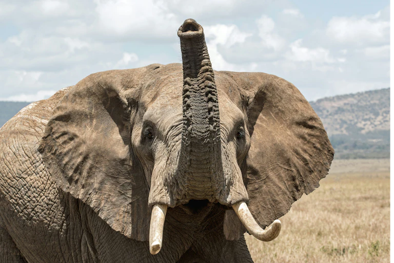 Un éléphant en plan rapproché, regardant vers l'objectif la trompe en l'air.