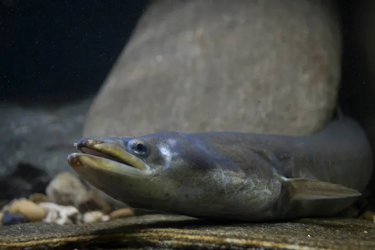A European eel lies on a UK riverbed.