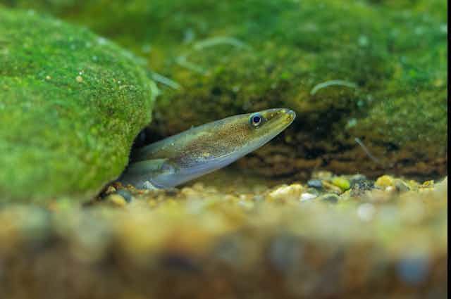 A European eel on a green UK riverbed.