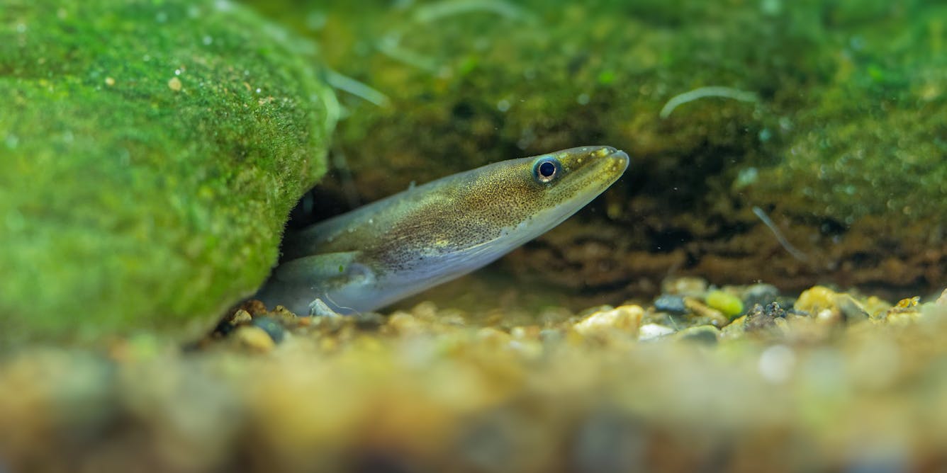 We’ve found a way to help endangered eels overcome dams and weirs