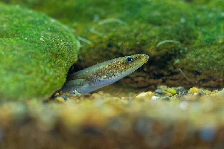 A European eel on a green UK riverbed.
