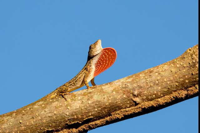 A lizard with a large red dewlap sits on a tree branch. 