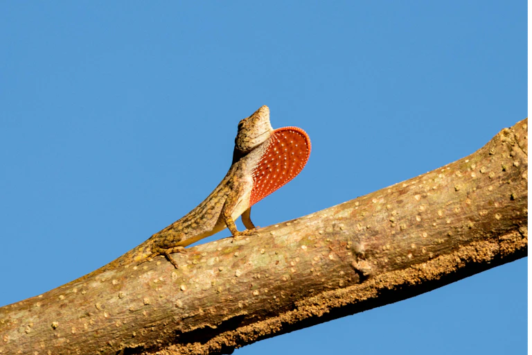 A lizard with a large red dewlap sits on a tree branch.
