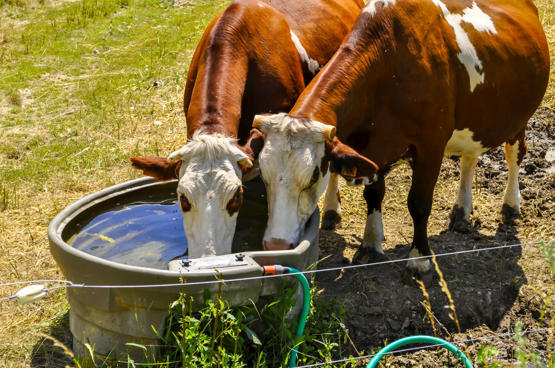 Pourquoi la Bretagne, région réputée humide, est-elle vulnérable à la sécheresse ?