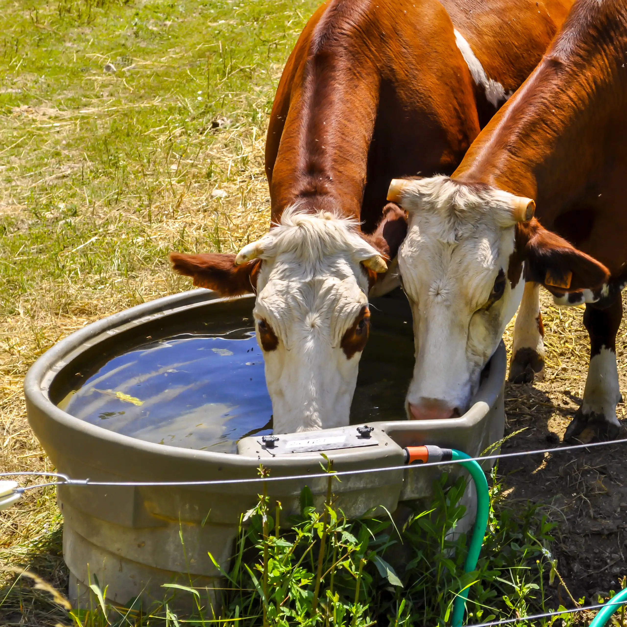 Deux vaches à un abreuvoir devant de l'herbe jaunie par la sécheresse