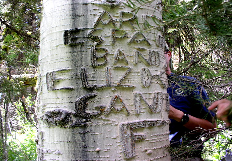darkened letters carved into bark of white tree trunk