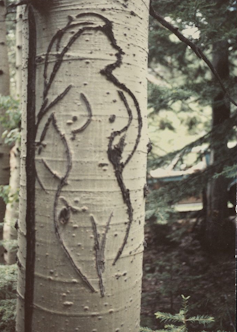 dark outline of a woman's body carved into the white bark of a tree