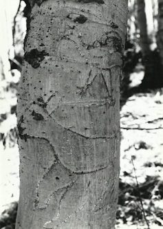 animal silhouettes etched into the gray bark of a tree