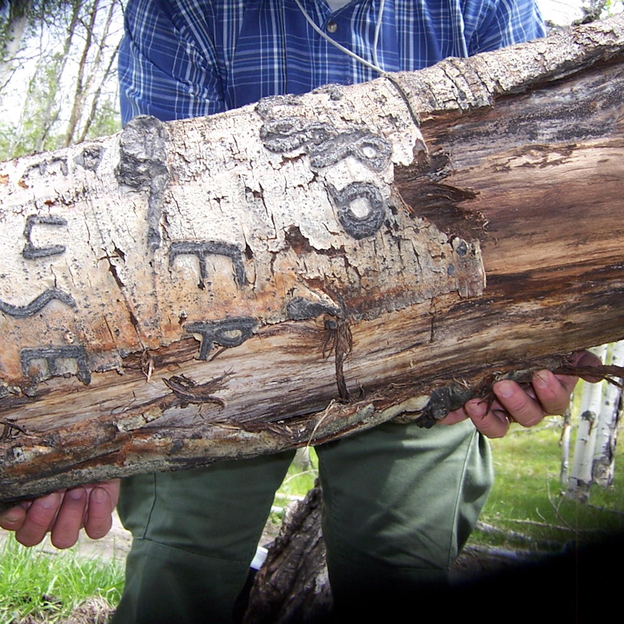 hands supporting a horizontal trunk with etchings visible in peeling bark