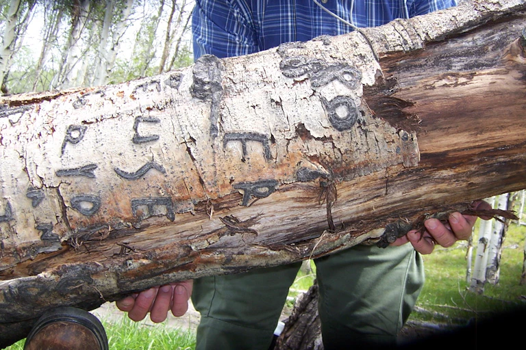 hands supporting a horizontal trunk with etchings visible in peeling bark