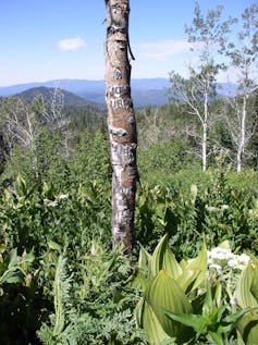 an aspen in a clearing with peeling bark that has some bits of arborglyphs visible