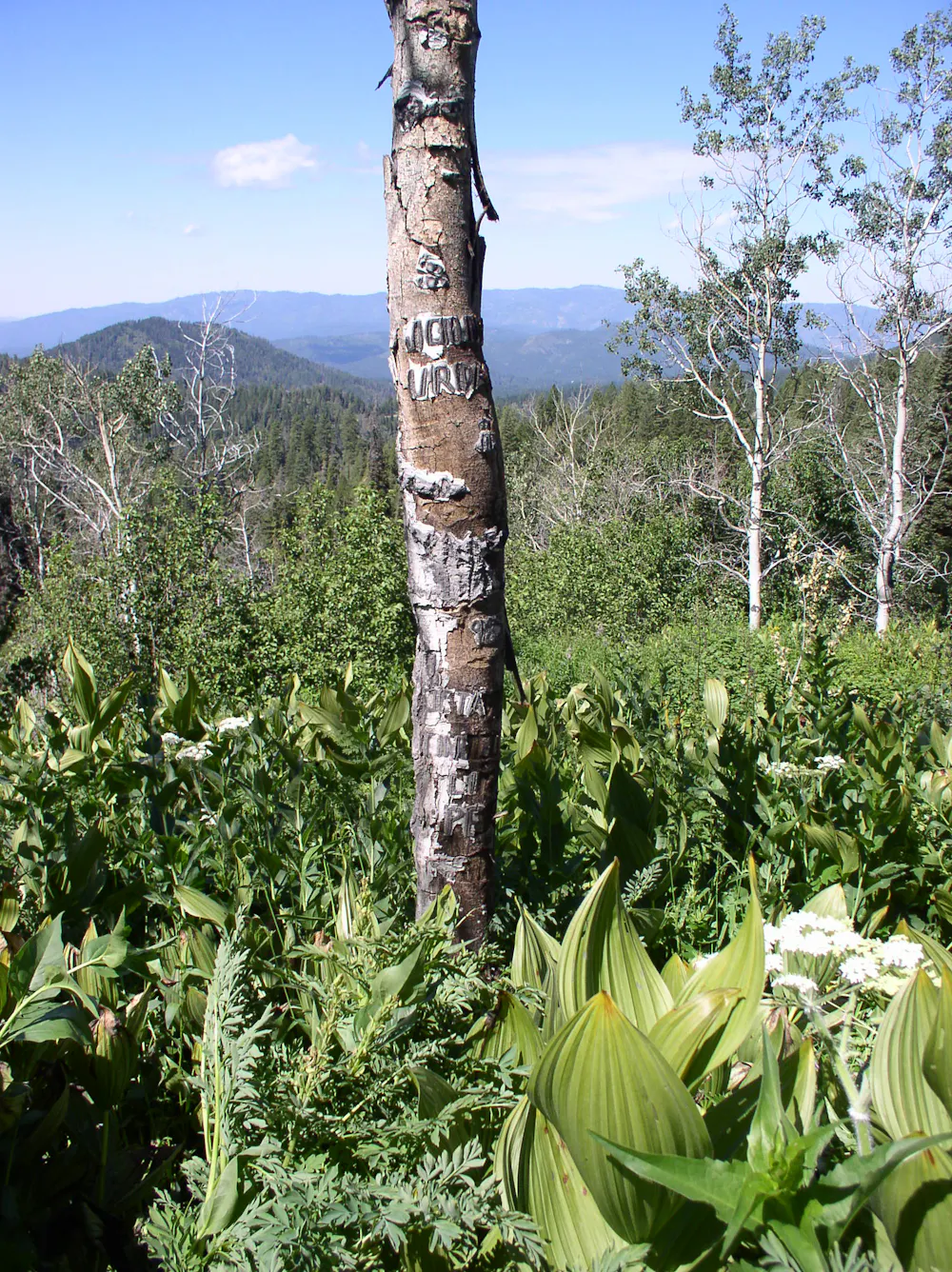 Basque Oak Tree Arborglyphs – Basque immigrant sheepherders left their marks on aspen ...
