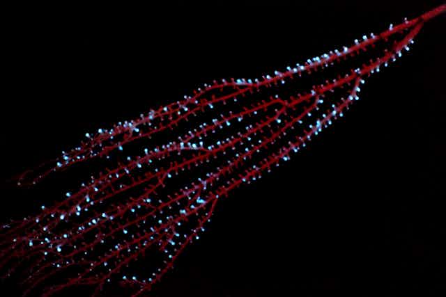 A branching red coral dotted with small blue points of light