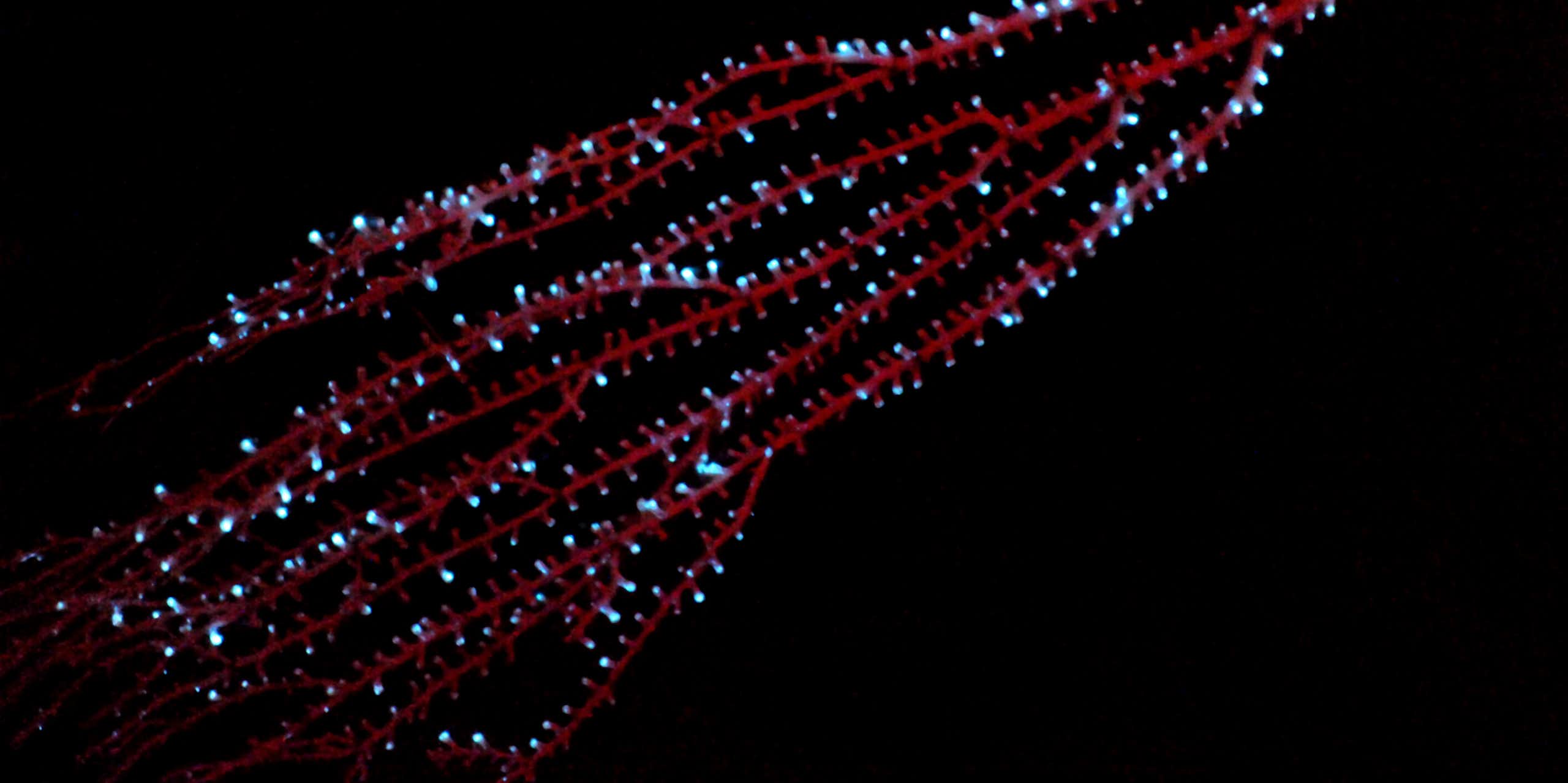 A branching red coral dotted with small blue points of light