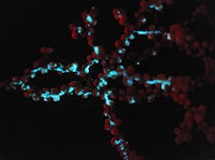 A flower-shaped coral glows red and blue