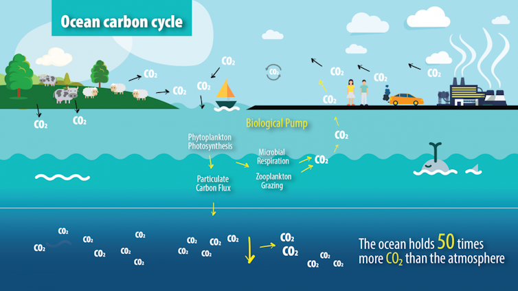 An infographic illustrating the ocean carbon cycle, including phytoplankton photosynthesis and zooplankton grazing