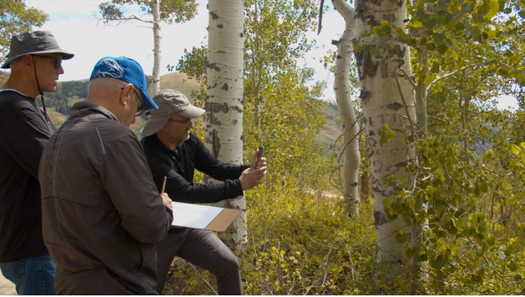 three men facing a tree with carved bark, one is using a device to record it