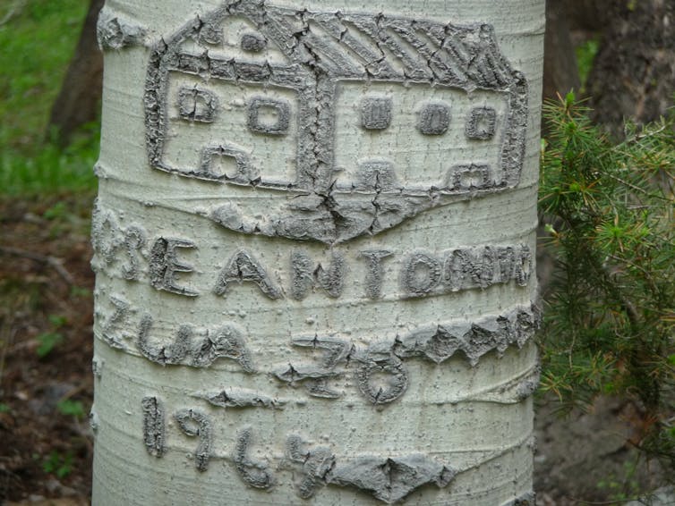Gray carved image of a house with text beneath in the silver bark of a tree