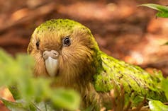 Closeup of a critically endangered kākāpō, a nocturnal, flightless parrot