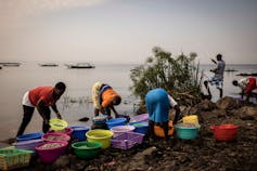 People line up fish in small plastic buckets to sell at dawn on the shores of Lake Victoria