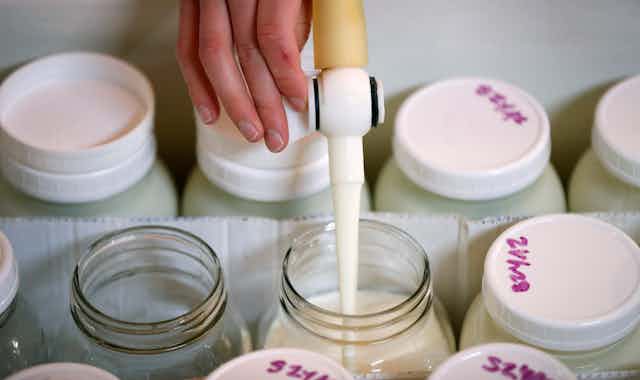 Hand holding nozzle dispensing milk into a glass jar, among an array of other milk-filled glass jars with lids.