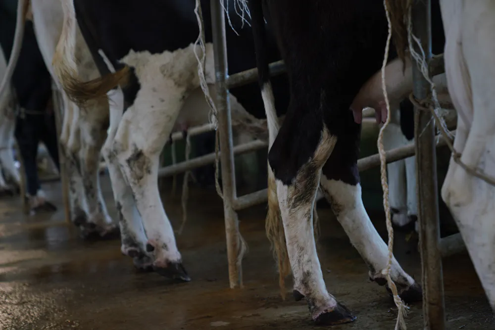Raw Milk Health Risks Raw milk health risks significantly outweigh any potential benefits − ...