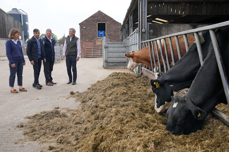 Rishi Sunak standing with a group of people in front of three cows in a pen.