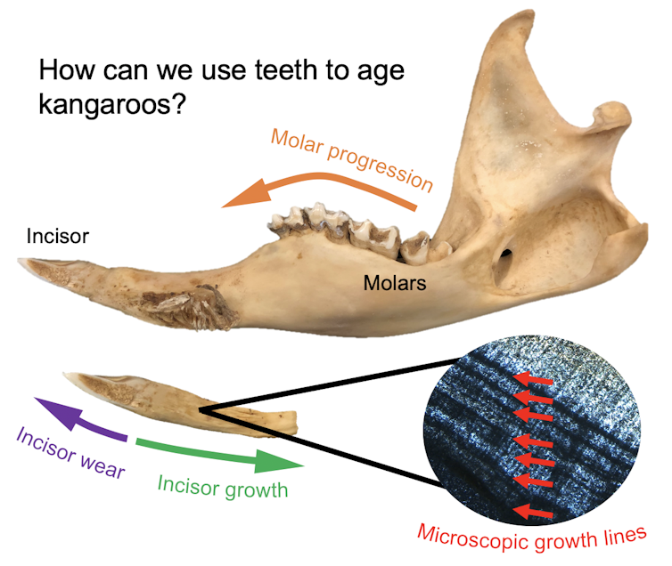 Diagram showing different ways of estimating the age of a kangaroo from their teeth.