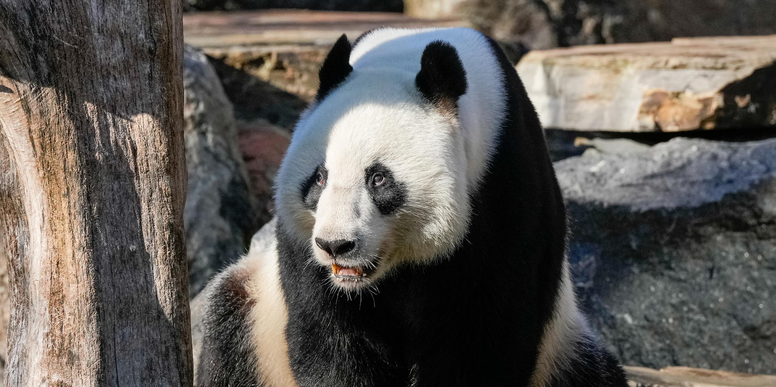 Charming ambassadors with big appetites and universal appeal: China’s long history of ‘panda diplomacy’