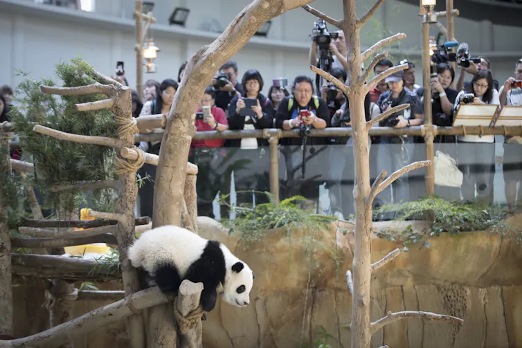 A panda at the Kuala Lumpur zoo in Malaysia.