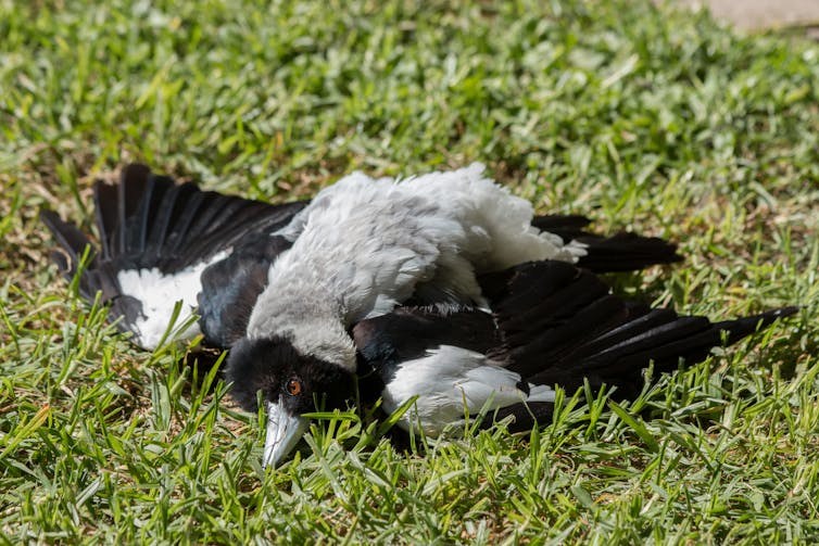 An Australian magpie lying on the grass, with outstretched wings and head turned to one side