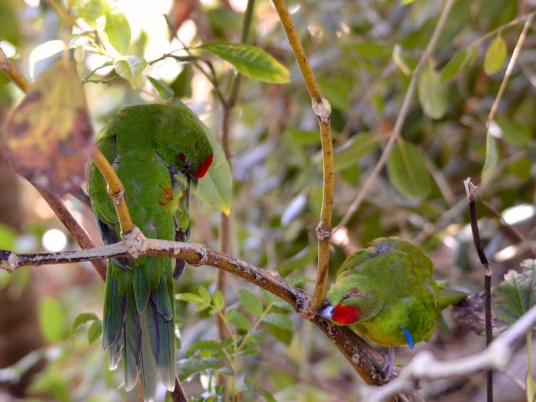 Two green parrots busy anointing themselves with chewed pepper tree bark