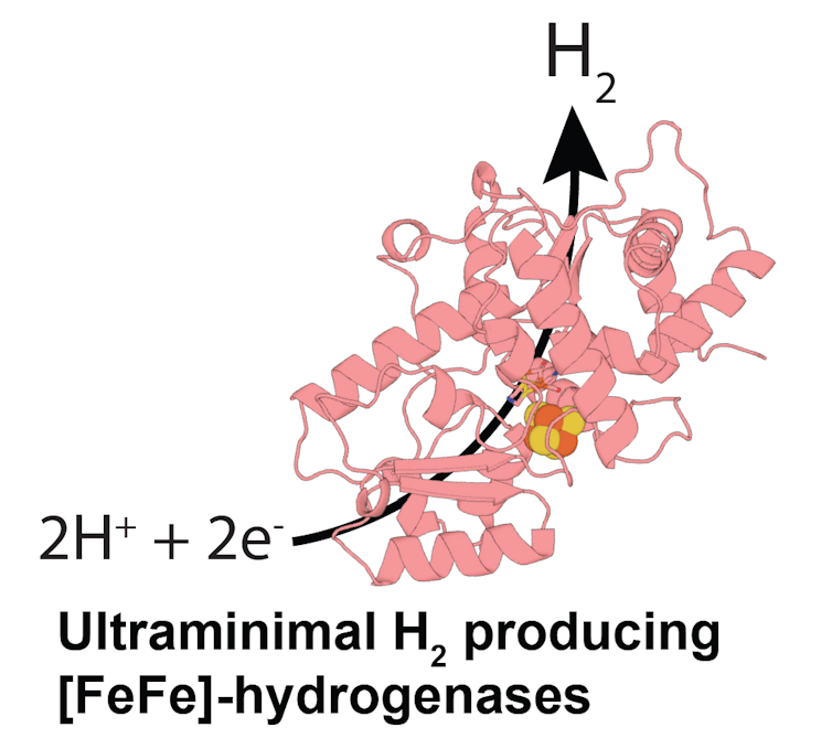 Um diagrama mostrando uma molécula complexa, denominada 'hidrogenases produtoras de H2 ultramínimas (FeFe)'.