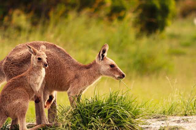 Photo of a mother kangaroo and a joey, eating grass