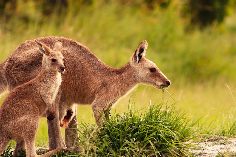 Photo of a mother kangaroo and a joey, eating grass
