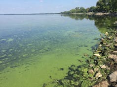 Lakewater with a thin green film of algae