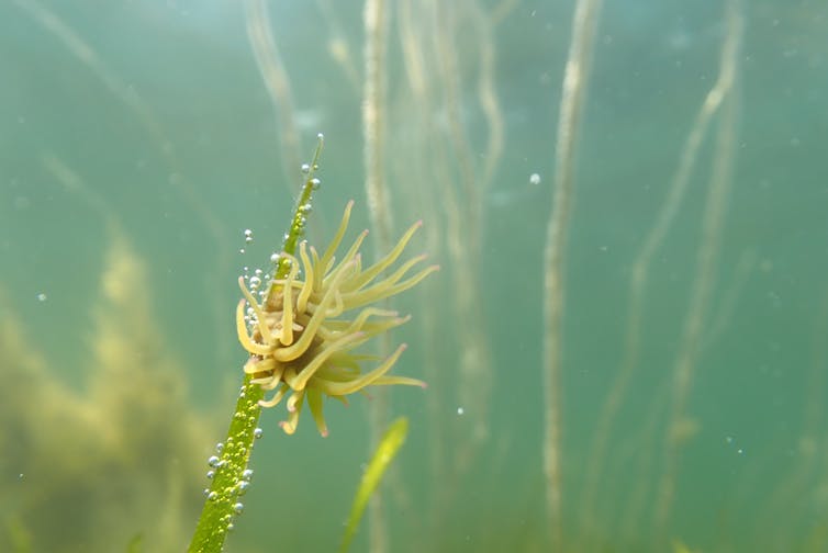Underwater shot of blades of seagrass, tiny clear round bubbles of gas, small yellow tentacles of anenome.