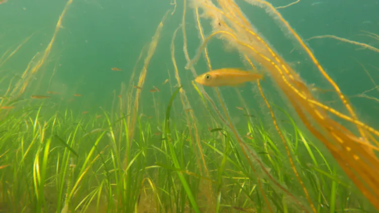 ‘I’ve been listening to seagrass meadows’ 5 green seagrass blades on seabed, small orange fish swimming across, blue water