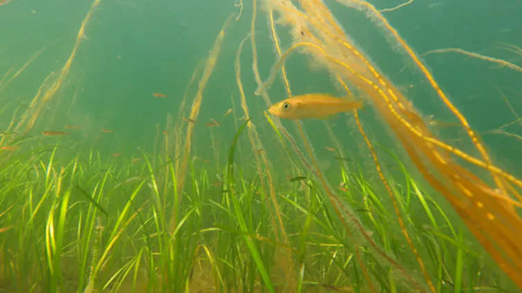 green seagrass blades on seabed, small orange fish swimming across, blue water