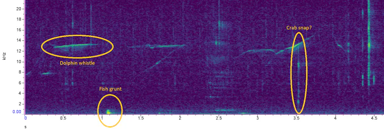 ‘I’ve been listening to seagrass meadows’ 3 Purple graph with orange lines to indicate sound waves